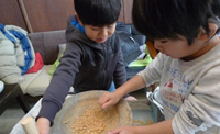 大豆から！ 味噌作り体験
